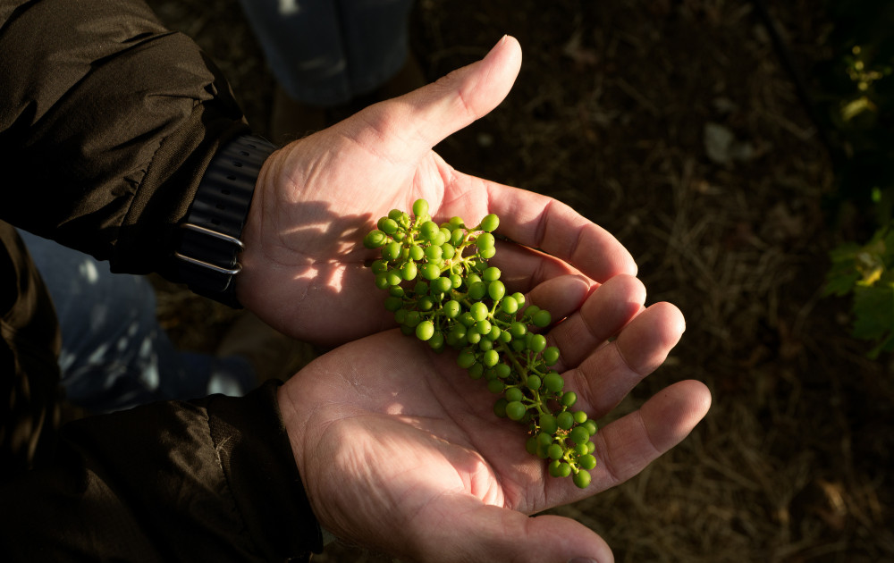 grapes in hands - Likely Story Strategies