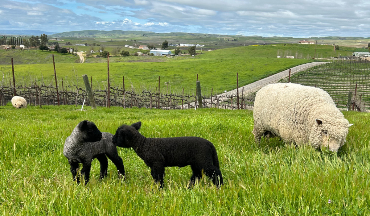 Sustainable Vineyard Tour