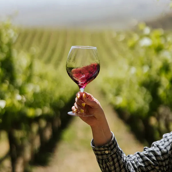 Sustainable Vineyard Glass of Wine